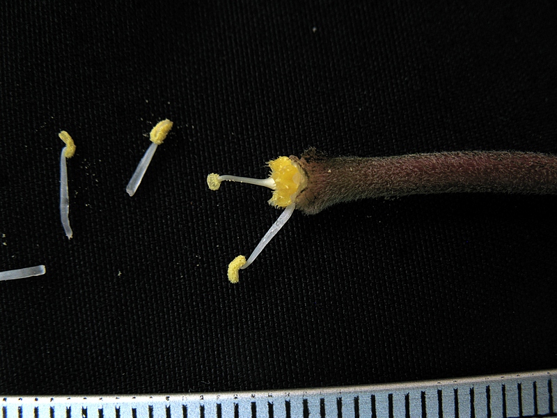 กระจ่อม กระจ่อม