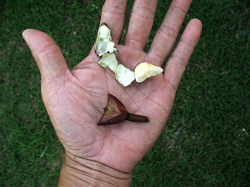 กระจ่อม กระจ่อม