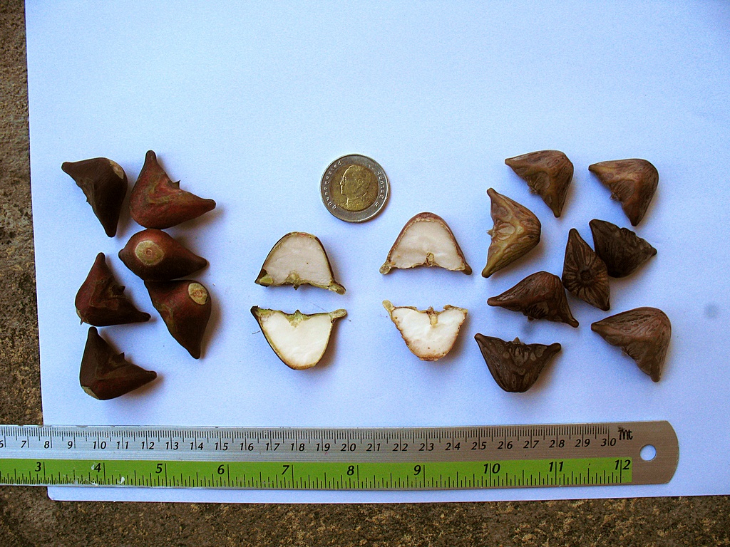 กระจ่อม กระจ่อม