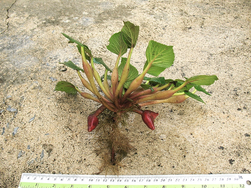 กระจ่อม กระจ่อม