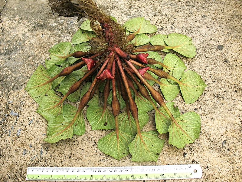 กระจ่อม กระจ่อม