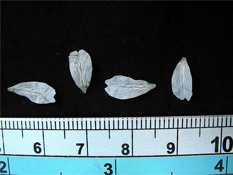 กระจ่อม กระจ่อม