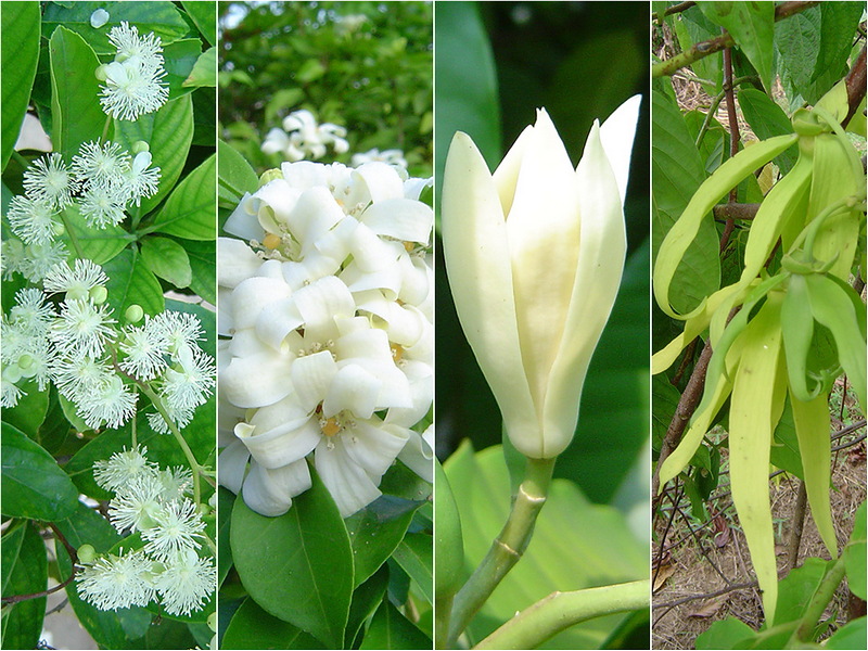 การเลือกซื้อพันธุ์ไม้หอม