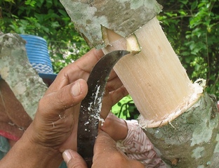 การตอนพรรณไม้อย่างง่าย