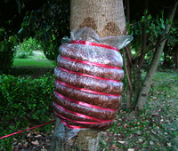 เทคนิคการตอนไม้หอมขนาดใหญ่