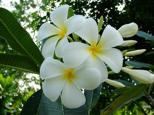 การขยายพันธุ์ลีลาวดี