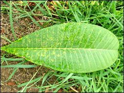 ราสนิมลีลาวดี