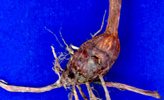 หญ้าแห้วหมู