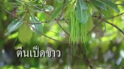 สัตบรรณ