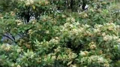 กันเกรา