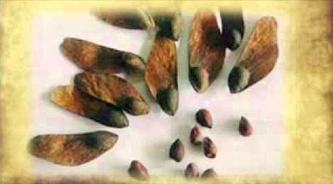 จันทร์หอม