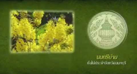 นนทรีบ้าน