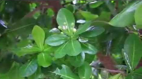 จิกทะเล