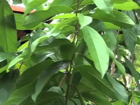 ลำดวนดอย