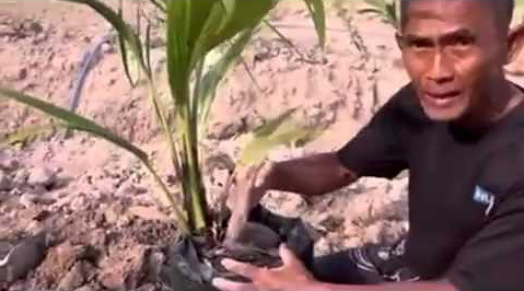 เคล็ดลับการปลูกมะพร้าว ให้มีผลดีที่สุด