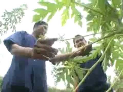 ตอนกิ่งมะละกอ