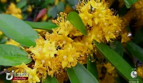 รวงผึ้ง