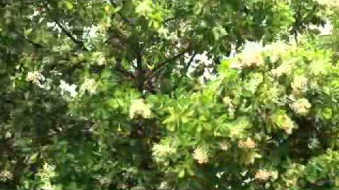 สารภีทะเล