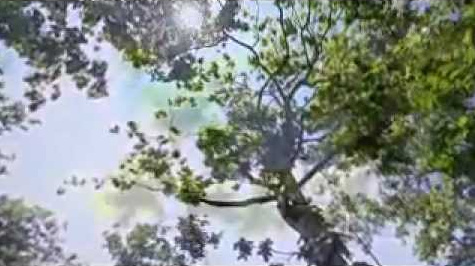 ช้างน้าว