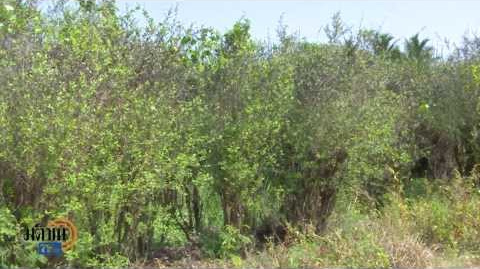 เทียนกิ่ง